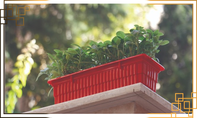 خرید گلدان پلاستیکی مستطیلی