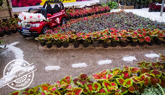 گلدان پلاستیکی گلخانه ای