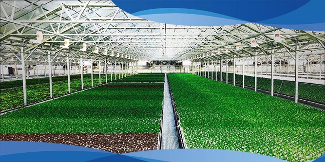 سینی نشا پلاستیکی