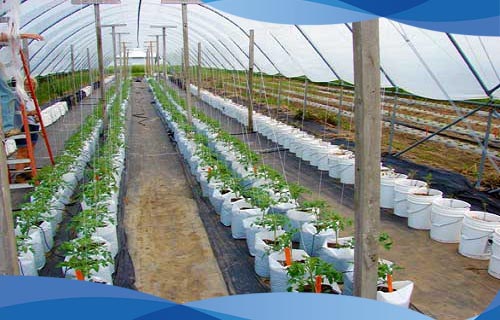 کیسه پلاستیکی کاشت