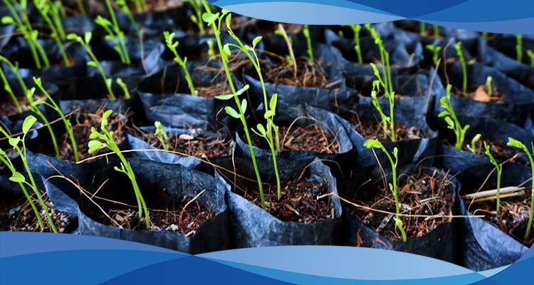 کیسه پلاستیکی کاشت