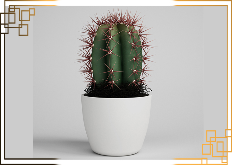 گلدان پلاستیکی کاکتوس