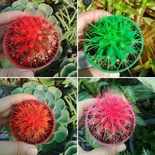 گلدان پلاستیکی کاکتوس