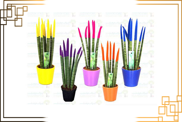 گلدان پلاستیکی کاکتوس