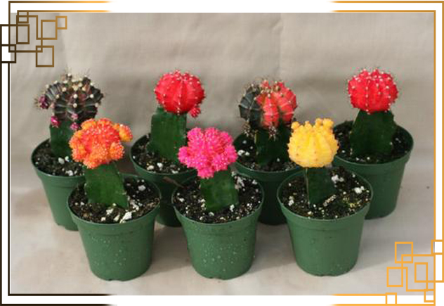 گلدان پلاستیکی کاکتوس