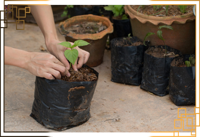 کیسه کاشت نهال