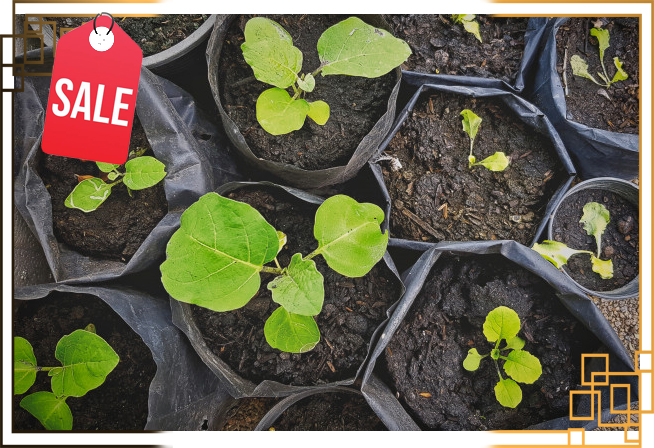 کیسه کاشت نهال