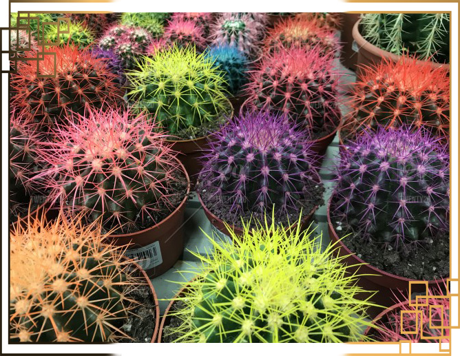 گلدان پلاستیکی رنگی