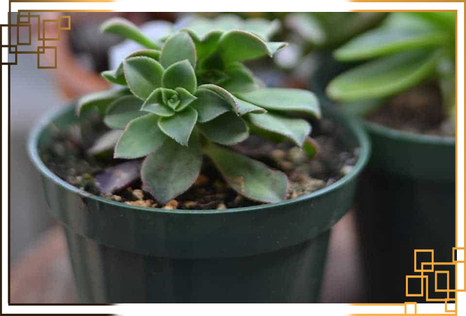 گلدان پلاستیکی پلی نیک