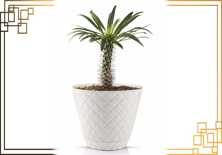 گلدان پلاستیکی پلی نیک