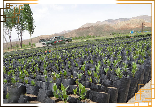 نایلون کشت نهال