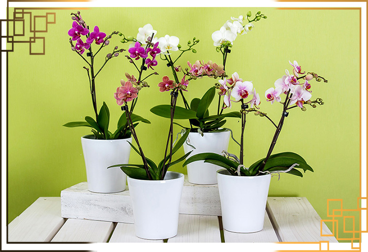 گلدان پلاستیکی شیک