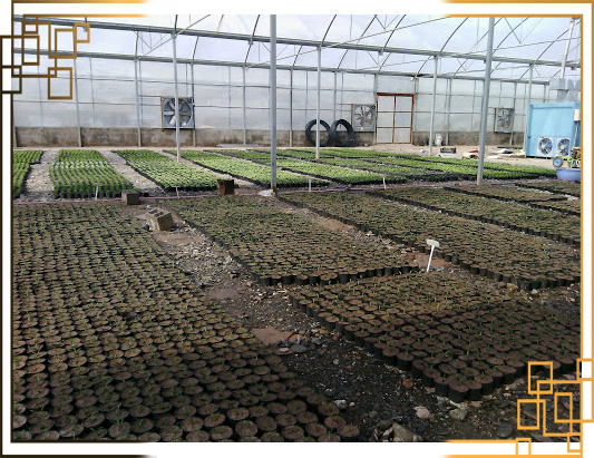 گلدان پلاستیکی کشاورزی