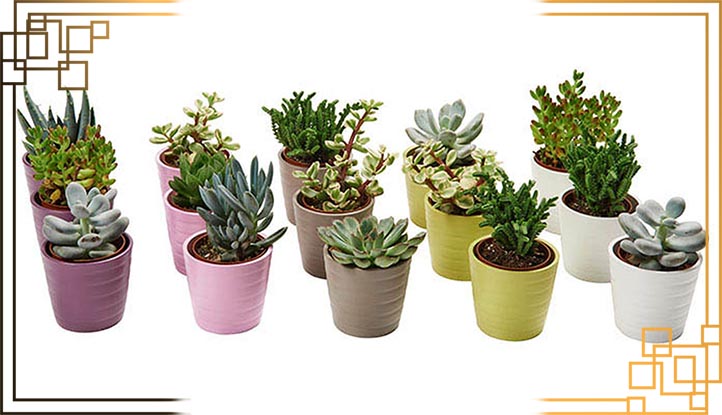 گلدان پلاستیکی کاکتوس