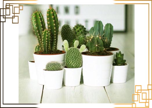 گلدان پلاستیکی کاکتوس