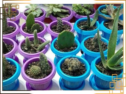 گلدان پلاستیکی کاکتوس