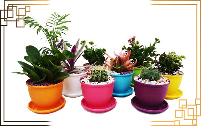 گلدان پلاستیکی کاکتوس