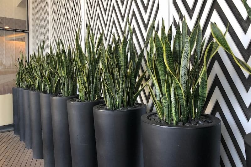 گلدان سانسوریا