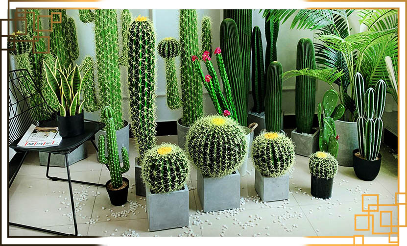 گلدان کاکتوس