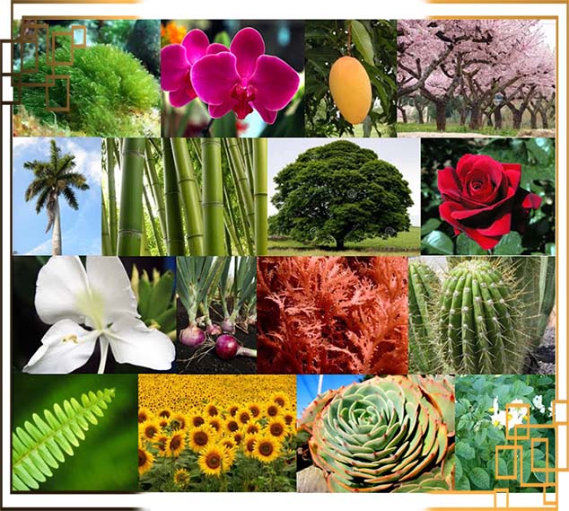 گلدان پلاستیکی مشکی