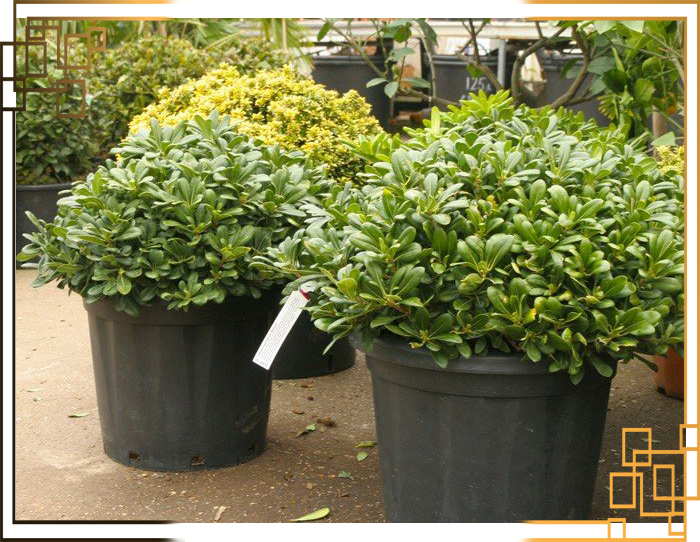 گلدان پلاستیکی گلخانه ای