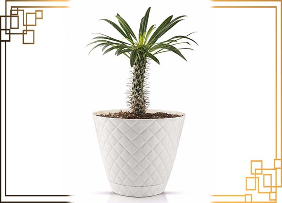 گلدان پلاستیکی الماسی