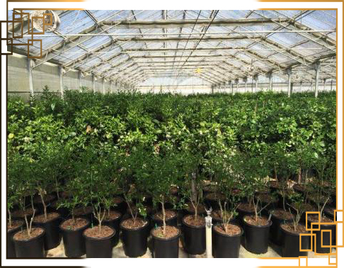 گلدان پلاستیکی کشاورزی