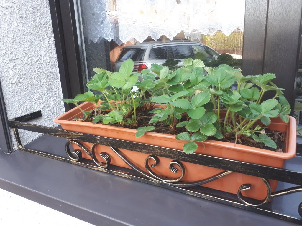 گلدان پلاستیکی باکس مستطیلی