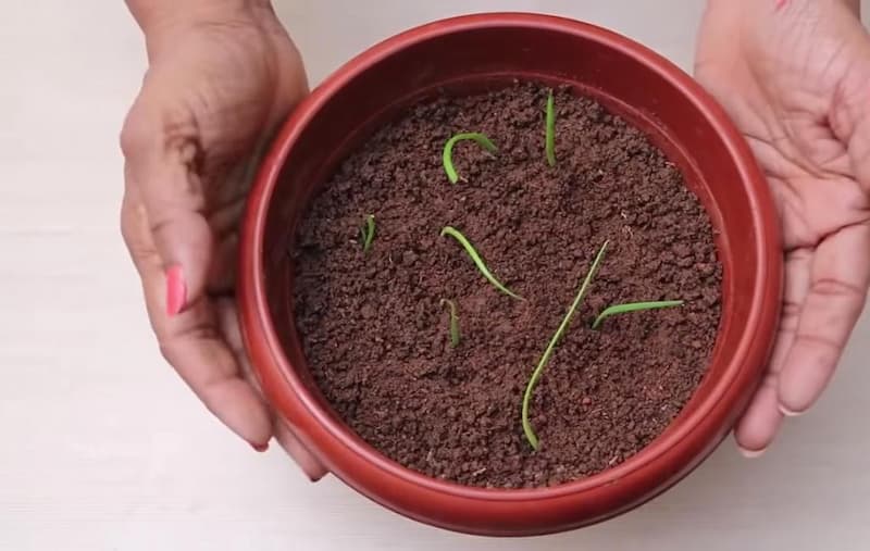 گلدان پلاستیکی سطل