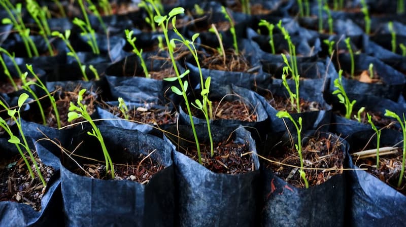 نایلون کاشت نهال