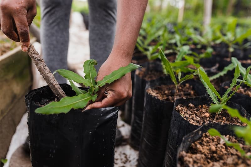 کیسه نهال گلدانی