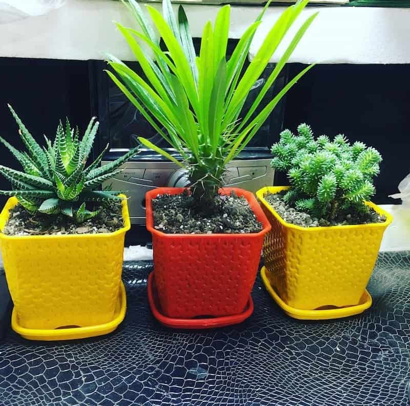 گلدان پلاستیکی حصیری