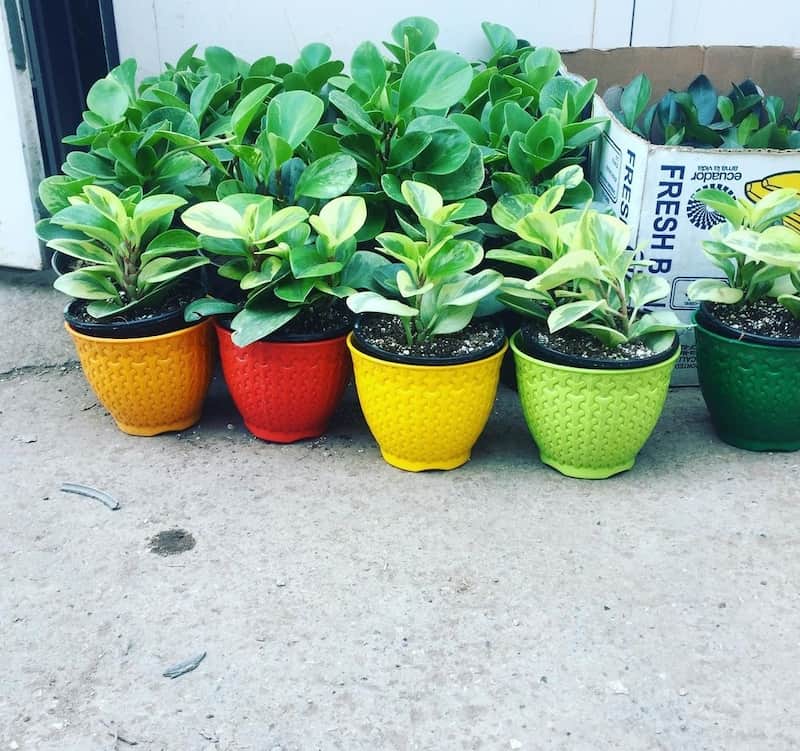 گلدان پلاستیکی حصیری