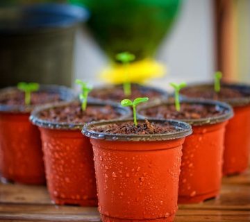 گلدان پلاستیکی طرح جدید