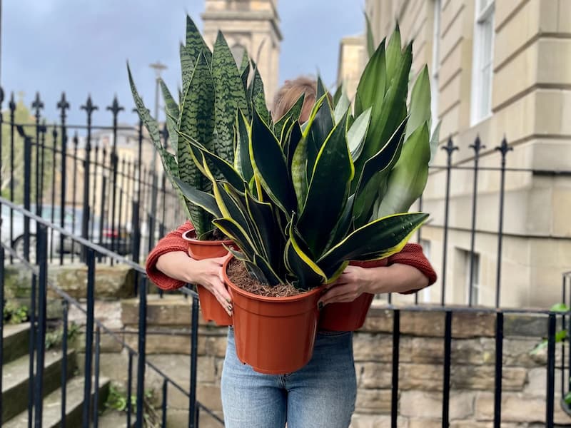 گلدان سانسوریا