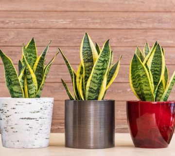 گلدان سانسوریا