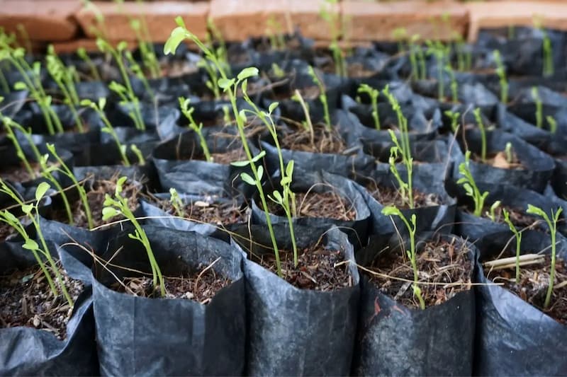 پلاستیک گلدانی نهال