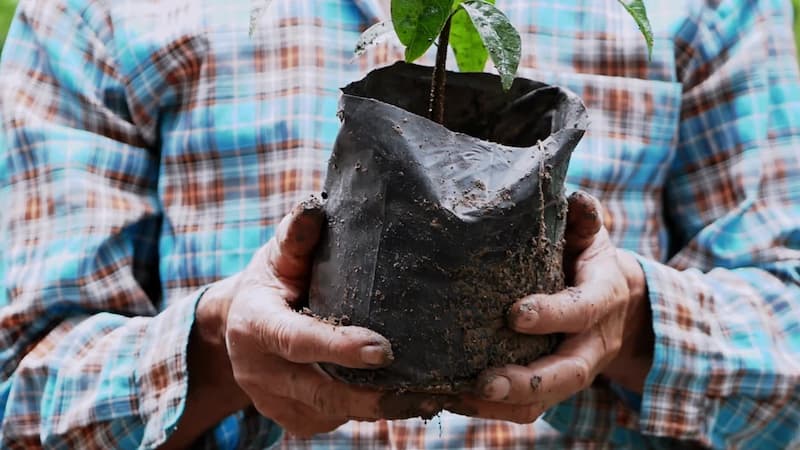 پلاستیک گلدانی نهال