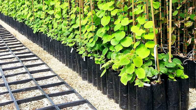 پلاستیک گلدانی نهال