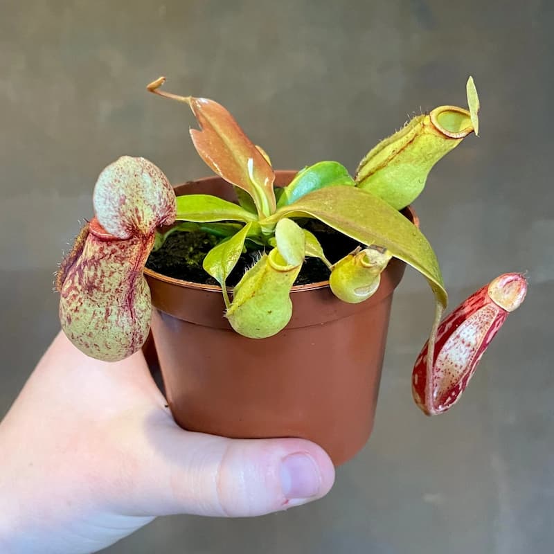 گلدان پلاستیکی بند انگشتی