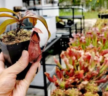 گلدان پلاستیکی بند انگشتی