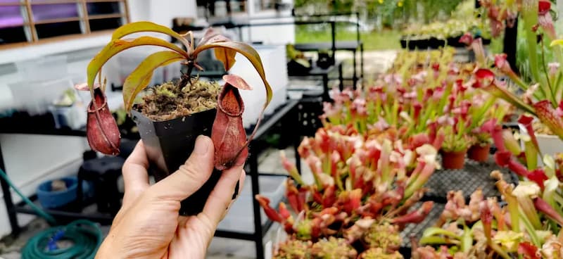 گلدان پلاستیکی بند انگشتی