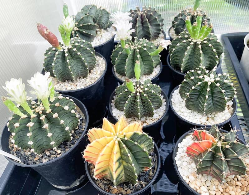 گلدان پلاستیکی مشکی