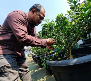 انواع گلدان پلاستیکی مشکی بزرگ گلخانه ای