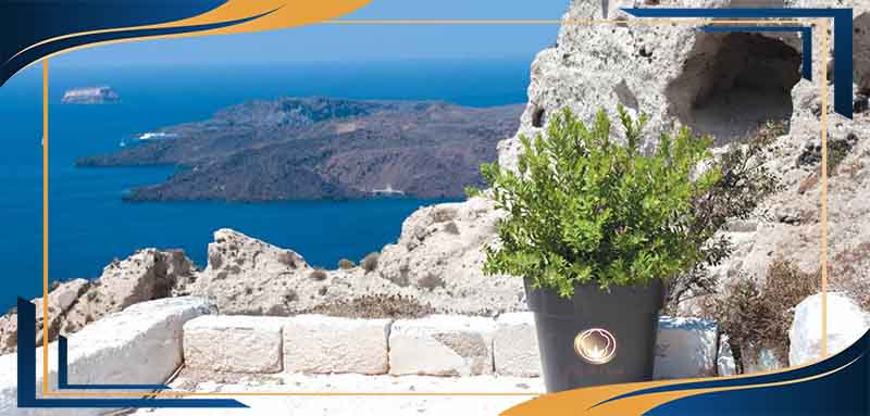 گلدان پلاستیکی گرد