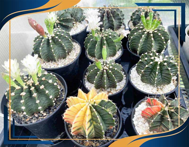 گلدان پلاستیکی گلخانه ای